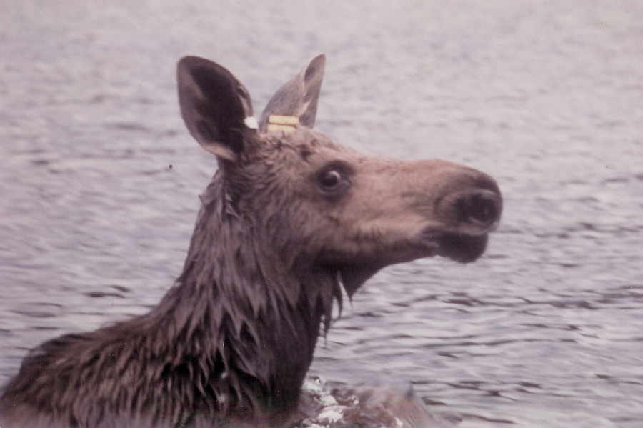 11.jpg - 11 - Un veau qui vient d'être muni d'étiquettes mais les colliers étaient trop grands.