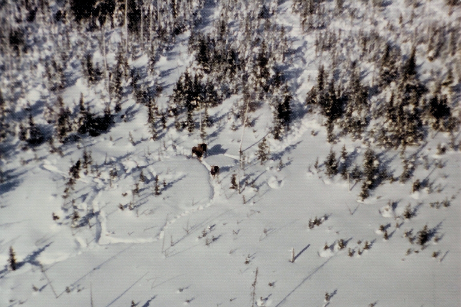 03.jpg - 03 - Le plus grand nombre rencontré ensemble dans un même ravage, dans cette région, fut 7 mâles.