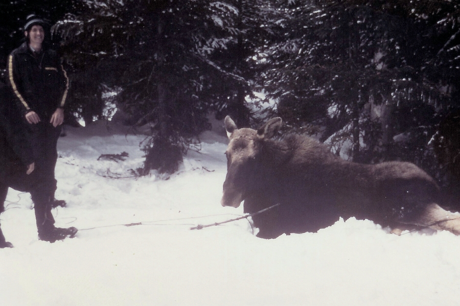 15.jpg - 15 - C'était avant l'arrivée des tranquilisants et nos orignaux étaient capturés au lasso par les pattes arrières.